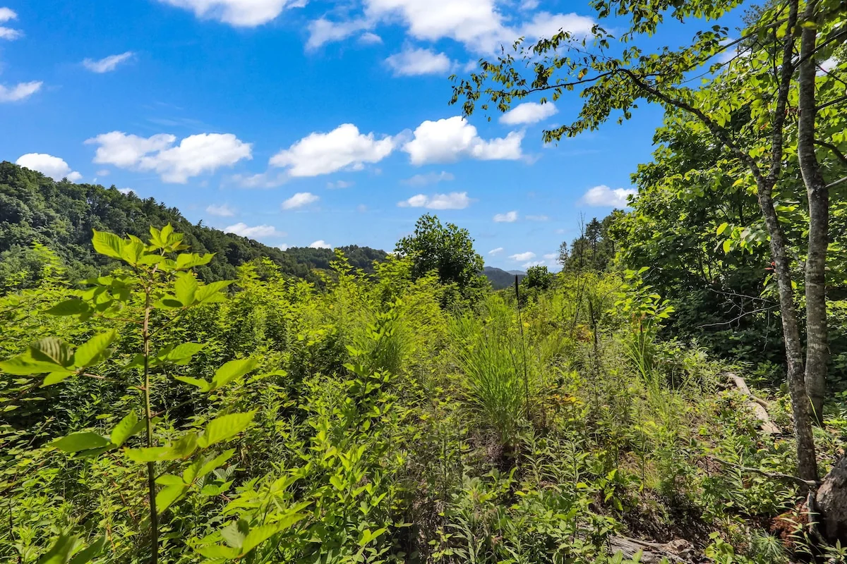Planted hillside and woodland at Elka Gardens