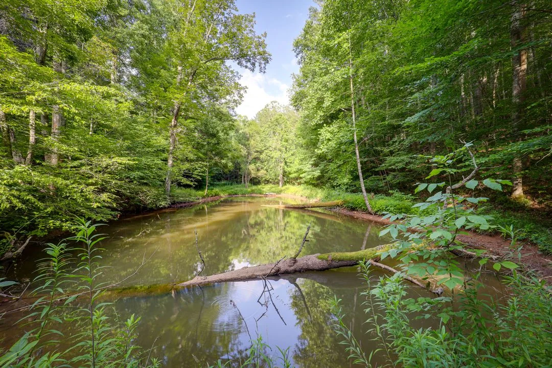 The pond at Elka Gardens, surrounded by wooded banks