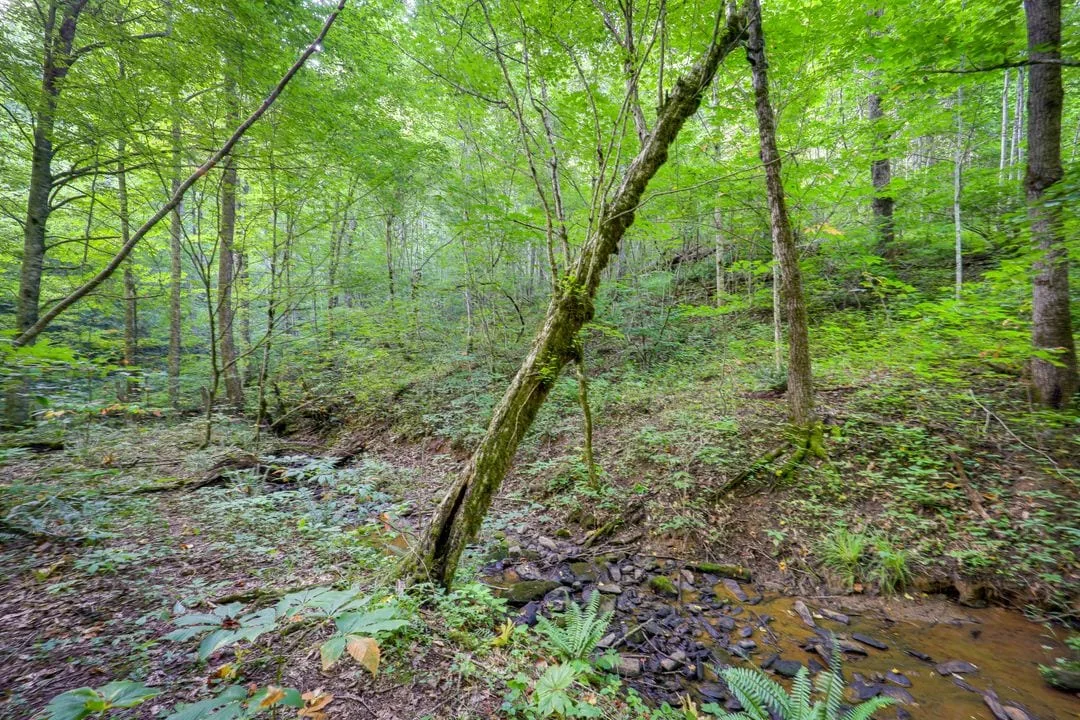 Green woodland with a shallow stony stream and leaning trees.